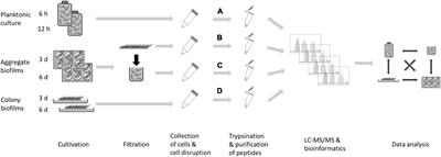 What’s a Biofilm?—How the Choice of the Biofilm Model Impacts the Protein Inventory of Clostridioides difficile